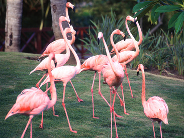 Natura Park Beach Eco Resort & Spa